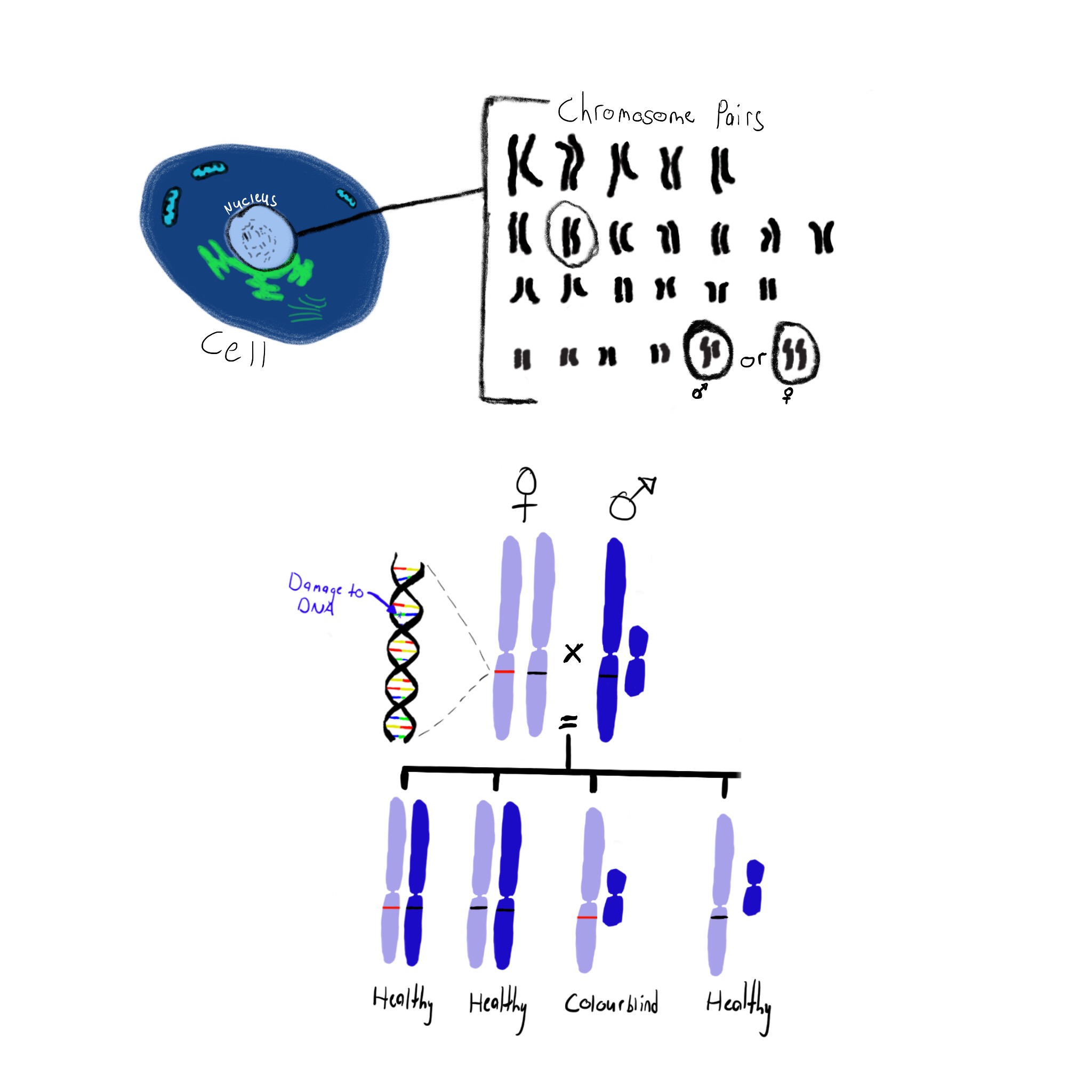 blog_genetics-2