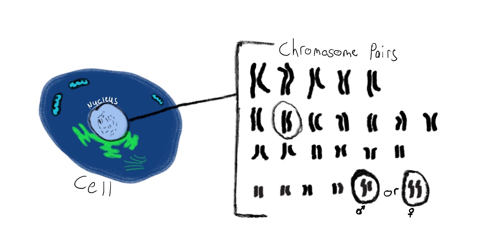 blog_genetics-b